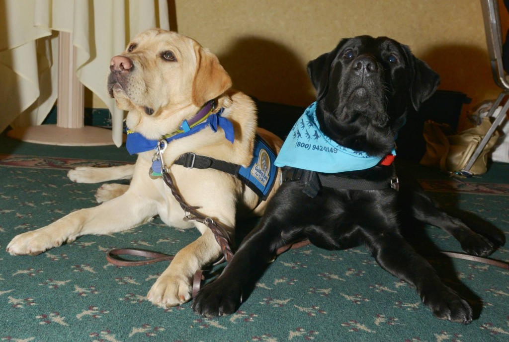 Service Dog Training Jacksonville Florida Service Dog Trainer Jacksonville Service K9